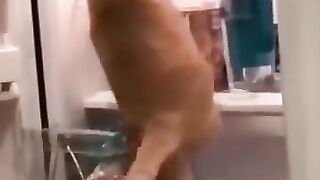 Funny_Animal_Videos_Of_The_Day_0090!_????????_#fyp_#memes_#memedaily_#dankmemes(360p).