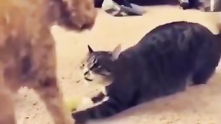 Funny_Animal_Videos_Of_The_Day_0093!_????????_#funny_#animals_#cat_#cats_#memes(360p).