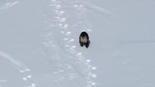 otter slipping