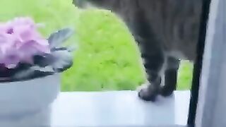 Funny_Animal_Videos_Of_The_Day_0095!_????????_#shorts_#funny_#cats_#cat_#memes(360p).