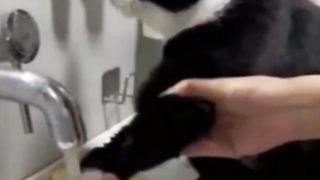 Tingkah Laku Imut Para Kucing