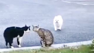 Doggy Melerai Perkelahian Kucing