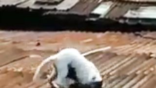 Perkelahian Kungfu Versi Kucing
