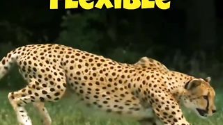 Lamborghini VS Jaguar . Similarities ......