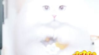 Kucing Kucing Lucu & Imut