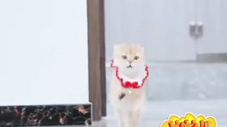 Perilaku Kocak Para Kucing