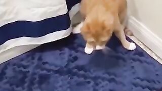 Funny_Animal_Videos_Of_The_Day_105!_????????_#memes_#dankmemes_#coub_#shorts(360p).