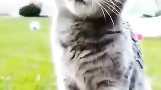 Funny_Animal_Videos_Of_The_Day_104!_????????_#fyp_#funnyanimals_#fypシ_#animals(360p).