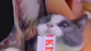 Funny_Animal_Videos_Of_The_Day_106!_????????_#memes_#dankmemes_#coub_#shorts(360p).