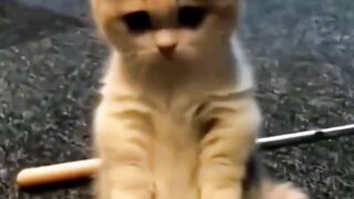 Kitten Nan Gemoy