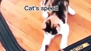 Funny_Animal_Videos_Of_The_Day_109!_????????_#memes_#dankmemes_#coub_#shorts(360p).