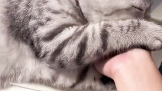 Makanan Tetap No 1 Bagi Kucing