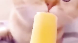 Funny_Animal_Videos_Of_The_Day_111!_????????_#memes_#dankmemes_#coub_#shorts(360p).