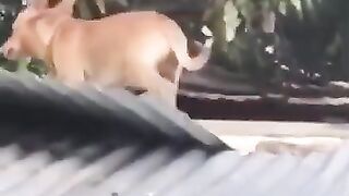 Funny_Animal_Videos_Of_The_Day_112!_????????_#memes_#dankmemes_#coub_#shorts(360p).