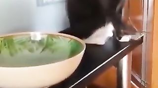 Funny_Animal_Videos_Of_The_Day_113!_????????_#memes_#dankmemes_#coub_#shorts(360p).