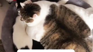 Kesian Mpuuuus Tertindih Kucing Jumbo