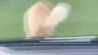 Funny_Animal_Videos_Of_The_Day_115!_????????_#memes_#dankmemes_#coub_#shorts(360p).