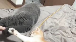 Kitten Oyen Jahil & Usil