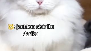 Mbuuul Ngambek Nga Mau Disisir
