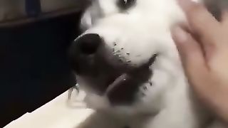 Funny_Animal_Videos_Of_The_Day_116!_????????_#memes_#dankmemes_#coub_#shorts(360p).