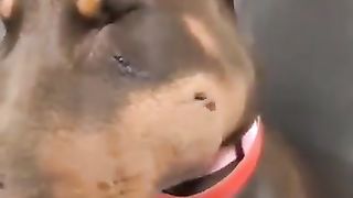 Funny_Animal_Videos_Of_The_Day_118!_????????_#memes_#dankmemes_#coub_#shorts(360p).