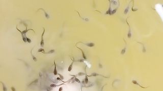 Larva lele makan PASTA lambat tumbuh karena kurang pakan cacing sutera