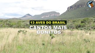 OS 13 CANTOS MAIS BONITOS das AVES DO BRASIL (sem narração) _ SONS LINDOS dos Pássaros brasileiros