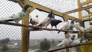 Beautiful pigeon breeder pair best flying 24