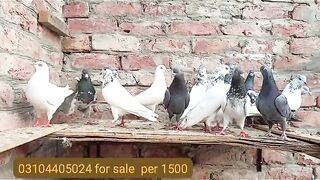 Beautiful pigeon breeder pair best flying 26