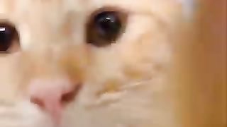 Funny_Animal_Videos_Of_The_Day_123!_????????_#memes_#dankmemes_#coub_#shorts(360p).