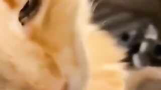 Funny_Animal_Videos_Of_The_Day_124!_????????_#memes_#dankmemes_#coub_#shorts(360p).