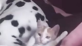 Funny_Animal_Videos_Of_The_Day_125!_????????_#memes_#dankmemes_#coub_#shorts(360p).