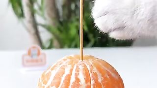 ????DIY_A_Unique_Christmas_Tree_With_An_Orange!????✨_#christmas_#tiktok_#catsofyoutube(360p).