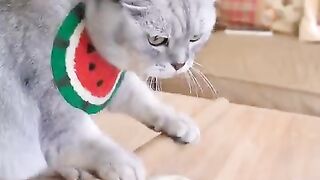 Je_m_on_camera_today__Make_Beef_Noodle_Soup_#exlittlebeans_#funnycat_#cooking(480p).