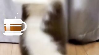 ВЕСЕЛ КОТАРАК