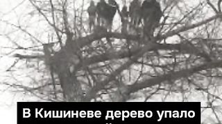 ПОЙНТ МОЛДОВА 85