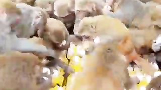 How to make eggs ???? you doing ???? Amazing fitness man stronger