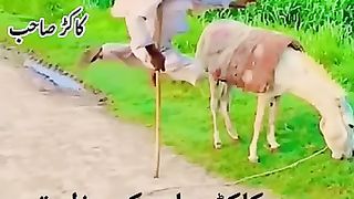 Kakar