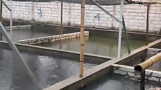 Cek kolam setelah hujan deras itu penting, terutama cek drainase kolam