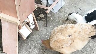 Duck and murgi