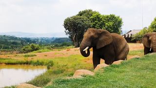 Largest living land animals.
