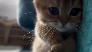 Cute cats