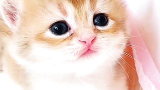 Look A little kitten searching for her mother