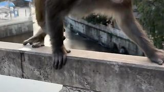 Funny Monkey 7