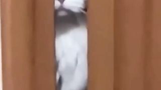 Funny cat and dogs ???????? episode 100 #cat #cats #animals #funny #shorts