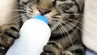 Funny cat 270