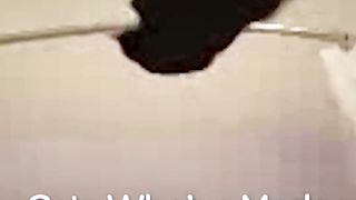 Cat Fails - ????????