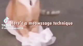 Cat memes (not mine)????????