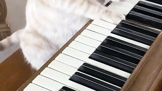 Cat Plays Piano! ???? #cats #piano