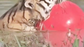 No matter the size, a cat is still a cat